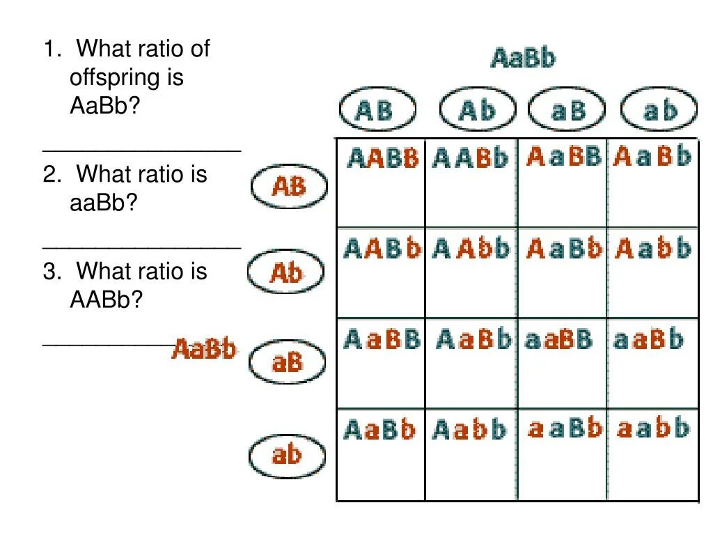 Выбери гаметы соответствующие организму с генотипом aabb. Aabb х aabb. аавв аавв. схема aabb х аавв иллюстрирует скрещивание. аабб генотип.