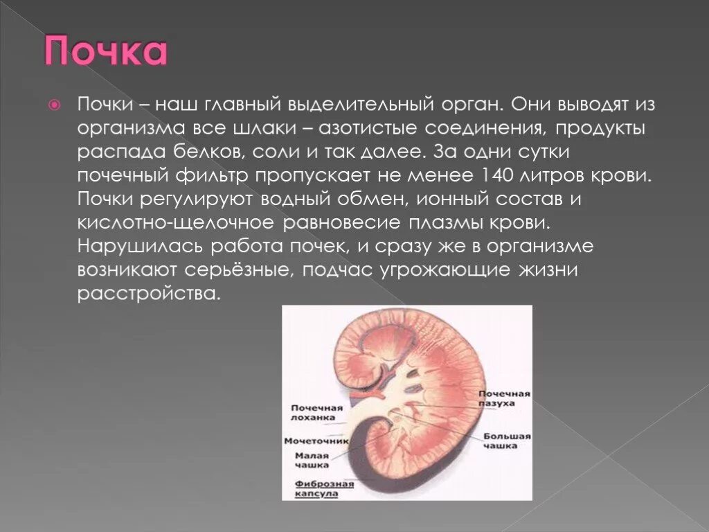 Распад почки. Почка как главный выделительный орган. Почки это фильтр организма.