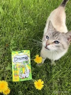 Вкус кота