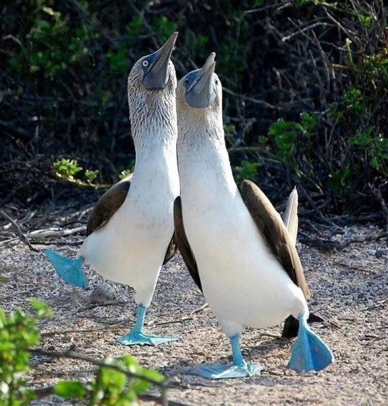 Птицы галапагосских островов. Олуша птица. Голубоногая олуша. Птица синелапая олуша. Голубая олуша птица.