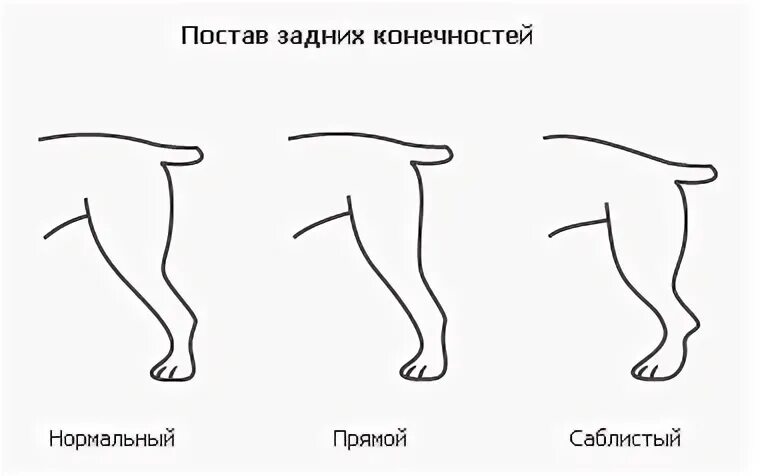 5 лап у собаки. Постав конечностей у собаки. Задние конечности собаки. Постав задних конечностей. Постав передних конечностей собаки.