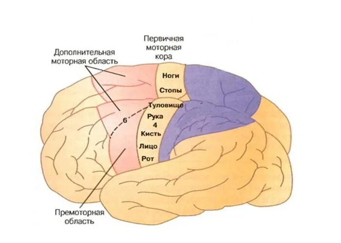 Двигательная область мозга