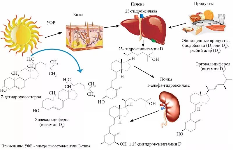 Витамин д2 и д3. Схема образования активных форм витамина д3. Синтез витамина д реакции. Схема синтеза витамина д3. Схема биосинтеза витамина д.