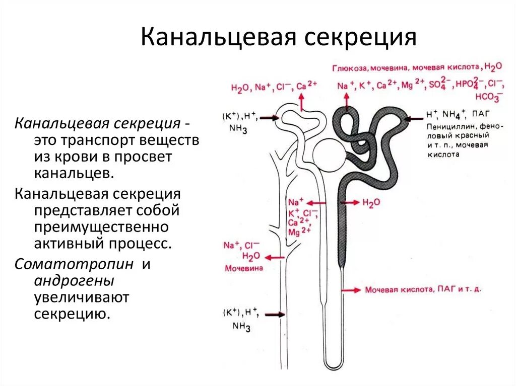 Синтез мочи. Канальцевая секреция нормальная физиология. Регуляция канальцевой реабсорбции схема. Канальцевая секреция характеристика. Канальцевая реабсорбция механизм.