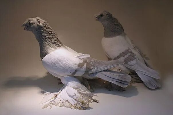 Бойные двухчубые голуби. Узбекские двухчубые бойные голуби. Голуби узбекские двухчубые короткоклювые. Узбекские двухчубые голуби Тасман.