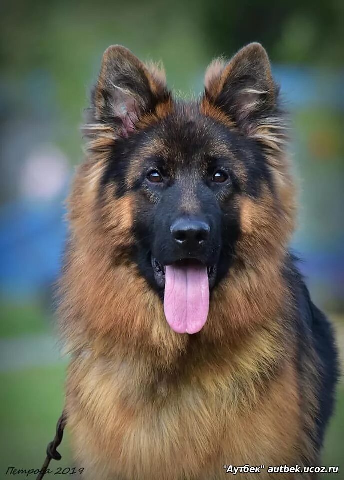 немецко сибирская овчарка. сибирская овчарка. восточно сибирская овчарка черная. сибирская немецкая овчарка. марвил юнион питомник немецких овчарок.