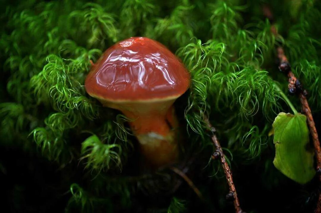 Рыжики и маслята. Лиственница сибирская larix sibirica шишки. Съедобные грибы маслята. Гриб желтый груздь. Шампиньоны съедобные ханты-мансийский автономном округе.