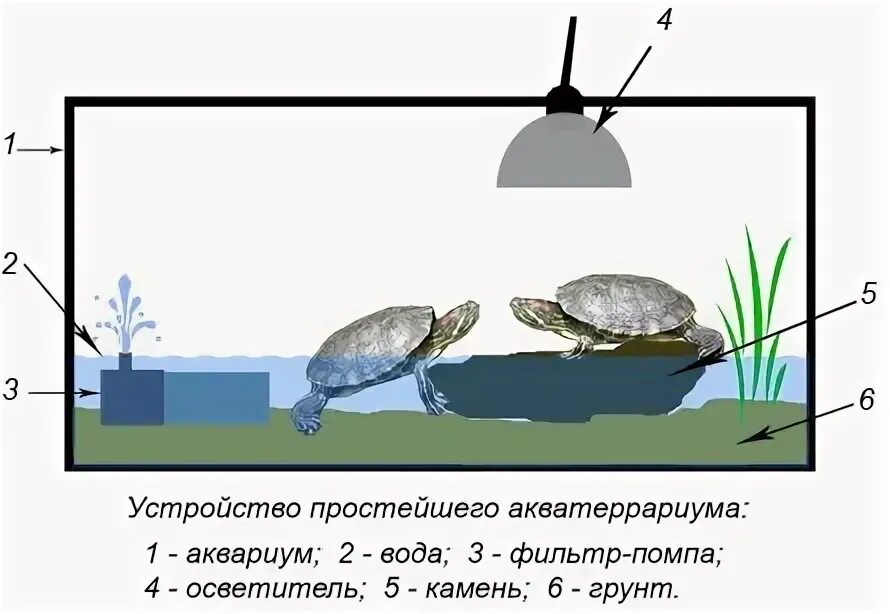 Уровень воды для водных черепах. Сколько воды нужно красноухой черепахи. Красноухая черепаха в воде. Условия в аквариуме для красноухой черепахи.