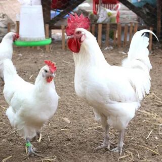 Куры леггорны характеристика отзывы фото и описание