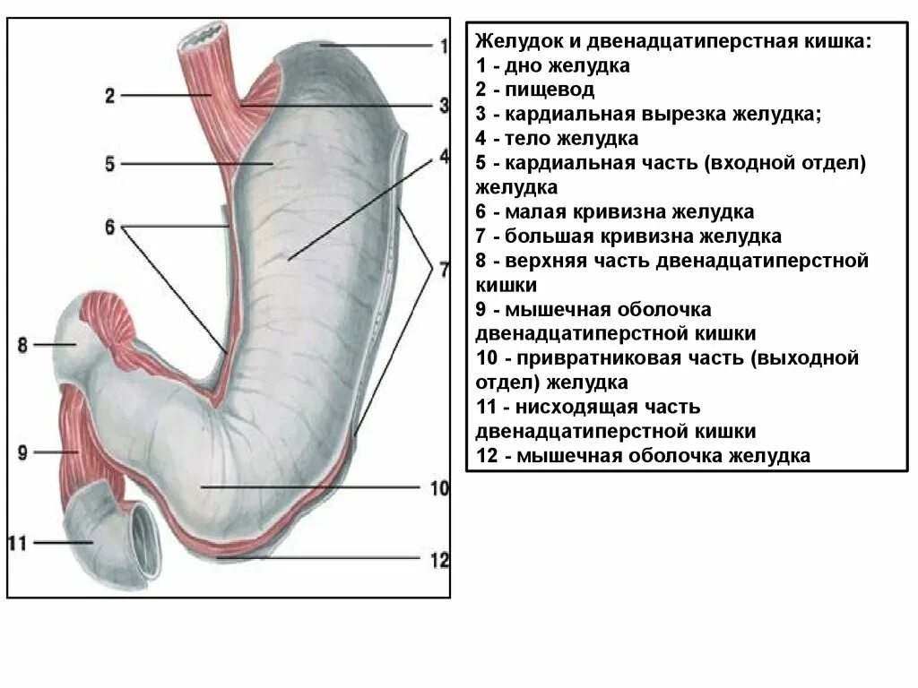 Анатомические отделы желудка и 12-перстной кишки. Строение 12 перстной кишки отделы. Строение 12 перстной кишки и желудка. Луковица 12 перстной кишки анатомия.