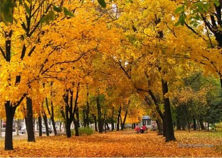 Торез отзывы