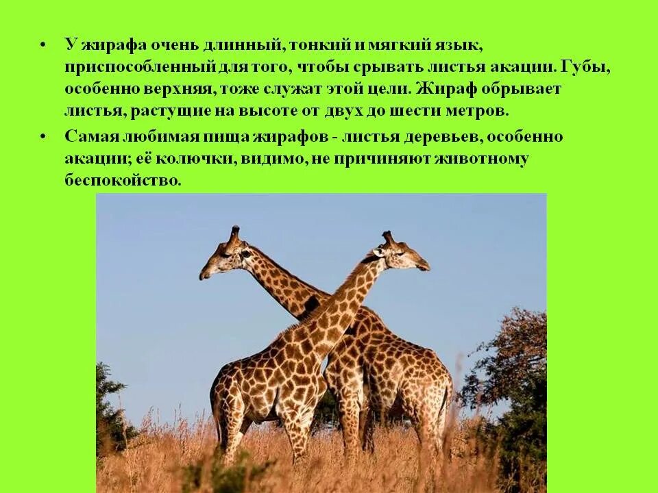 Подробнее о животном мире жарких районов. Животный мир жарких районов. животные в мире жарких районов. животный мир жарких районов земли. о животном мире жарких районов.