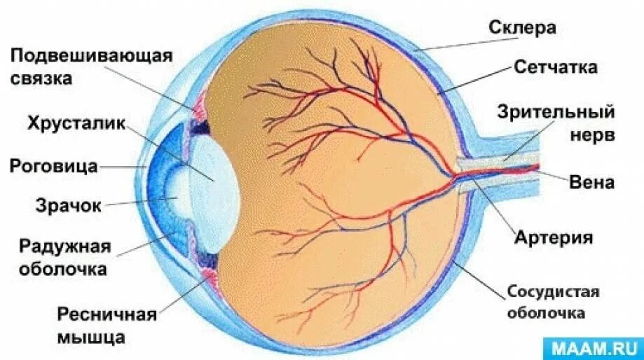 Строение глаза роговица хрусталик. Строение глазного яблока анатомия. Строение глаза сетчатка роговица хрусталик. Строение глаза человека схема.