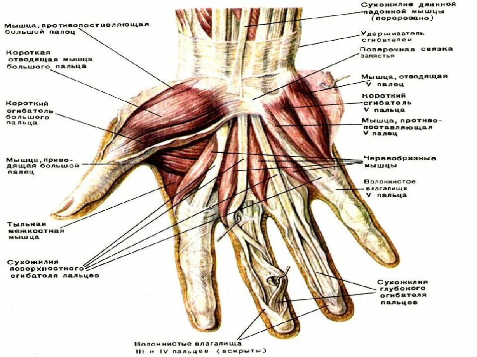Связки на руке. Связки пальцев руки анатомия. Связочный аппарат пальцев кисти. Мышцы кисти анатомия тыльная сторона. Связки запястья анатомия.