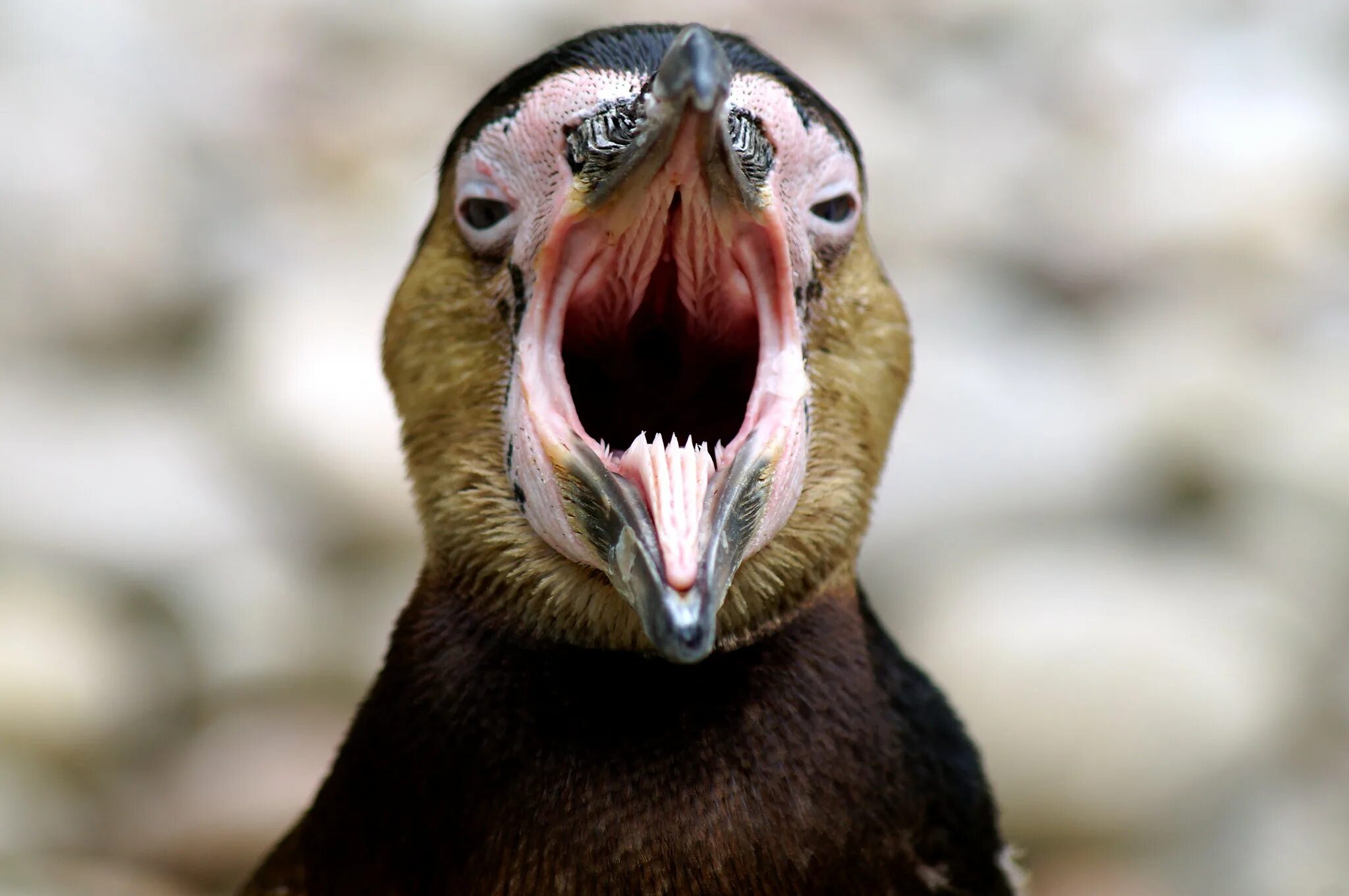 Курица открывает рот. Пингвиний клюв изнутри. Ротовая полость пингвина.