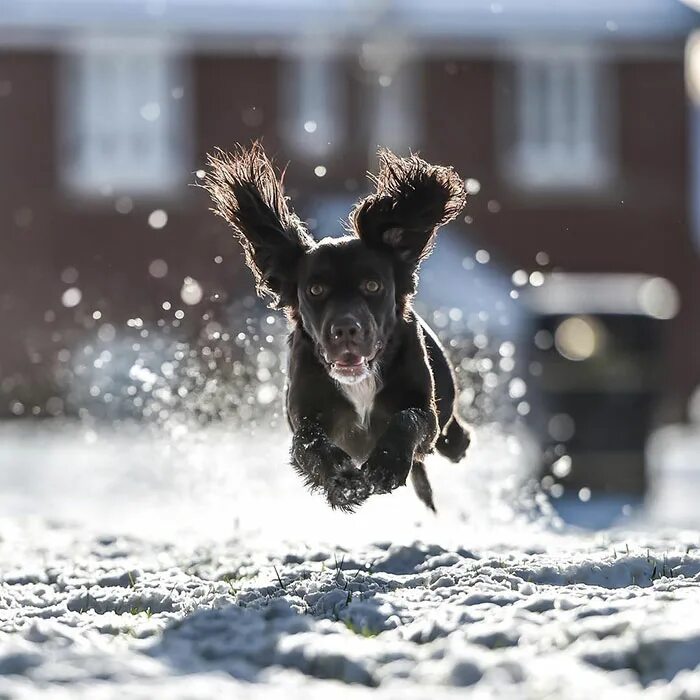 Собака радуется снегу. Собака в снегу. Радоваться снегу. Смешная собака в снегу.