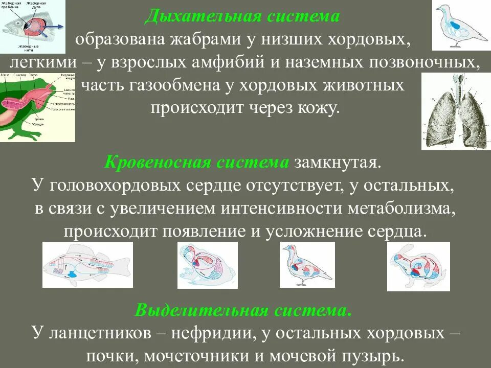 Легочное дыхание у хордовых. Эволюция дыхательной системы животных. Органы дыхания беспозвоночных и позвоночных животных. Органы дыхания хордовых животных. Эволюция дыхательной системы позвоночных животных.