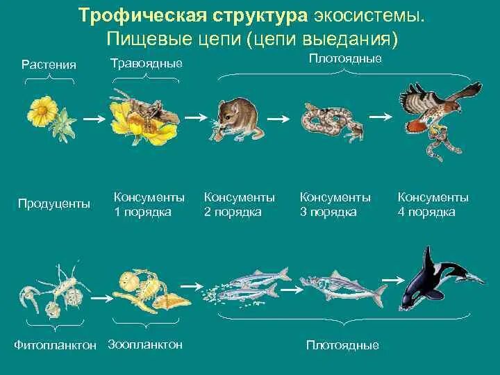 Начальным звеном пищевой цепи являются продуценты. Трофическая структура пищевая цепь. Цепи питания цепь выедания. Детритная цепь питания из 5 звеньев. Пищевая трофическая цепь питания.