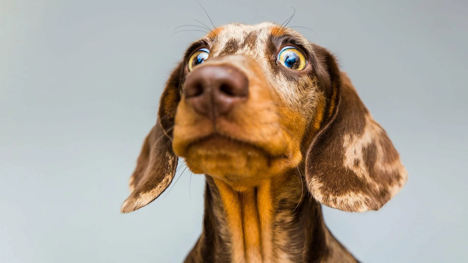 удивленная морда собаки. щенок удивился. щенок удивлен. щенячьи глазки юмор. юмор про собак.