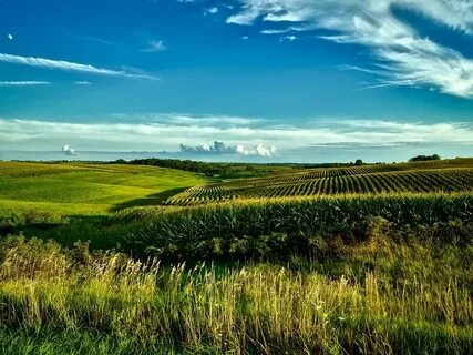 Fields array