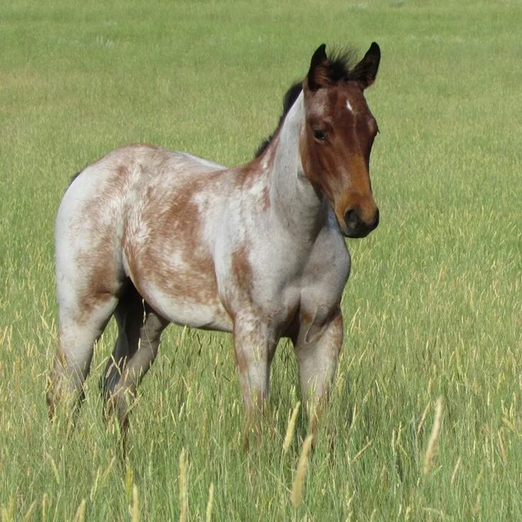 Лошадки п. Bay Roan Horse. Фьорд жеребенок. Лошади породы Фьорд. Пинтабиан лошадь.