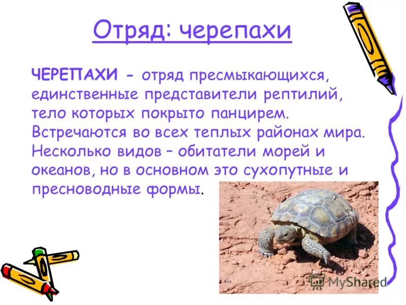 Отряд черепахи особенности строения. Характерные особенности отряда черепахи. Строение кожистой черепахи. Отряд черепахи особенности строения. Пресмыкающиеся 7 класс биология отряд черепахи.