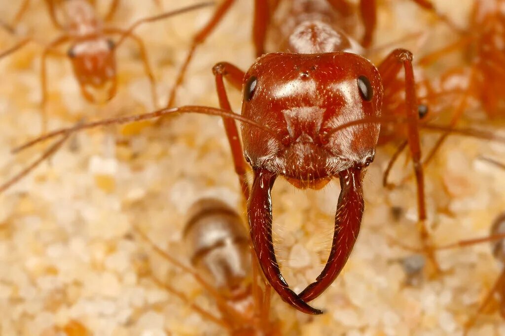 Пустынные муравьи бегунки. Самый быстрый муравей. Самый быстрый муравей. Самый быстрый муравей. Самый быстрый муравей.