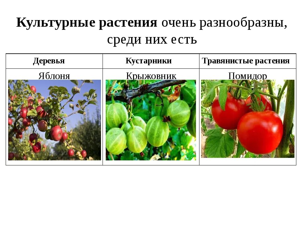 2 примера культурных растений. Культурные растения деревья кустарники травянистые растения. Культурные кустарники. Культурные деревья. Культурные травы.