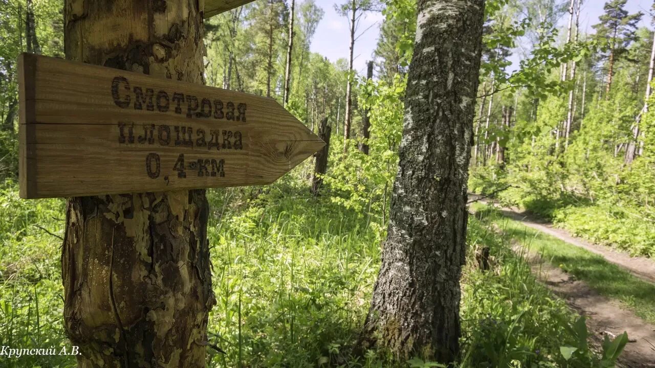 Экологическая тропа зверобой новосибирск. Эко тропа лисий нос. Зверобой тропа новосибирск. Экотропа зверобой новосибирск. Зверобой тропа новосибирск.