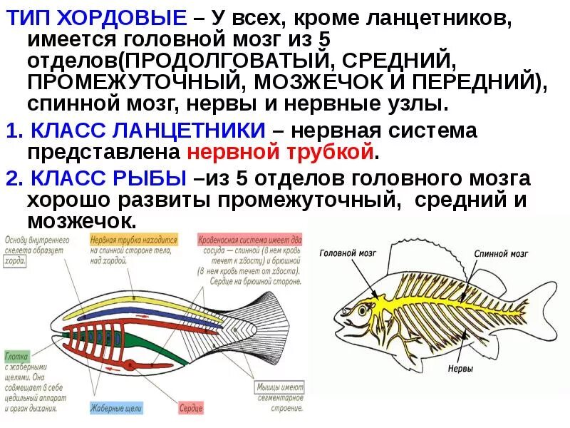 Хордовые на спинной стороне тела. У хордовых нервная система узлового типа. Строение нервной системы хордовых животных. Нервная система животных Хордовые таблица. Трубчатая нервная система ланцетника.