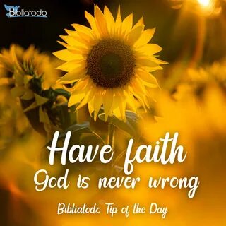 Sunflower 4