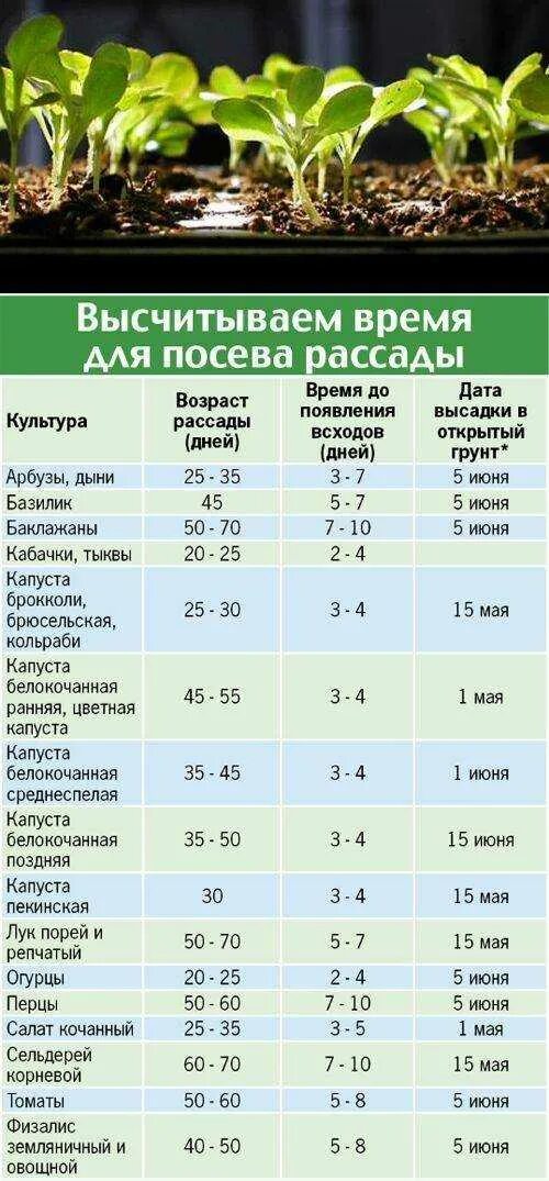 Когда высаживать рассаду огурцов в подмосковье. Таблица высадки овощей на рассаду. Таблица посева рассады в грунт. Таблица посева семян овощных культур в открытый грунт. Сроки высадки семян на рассаду таблица.