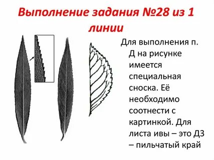 Жилкование одуванчика