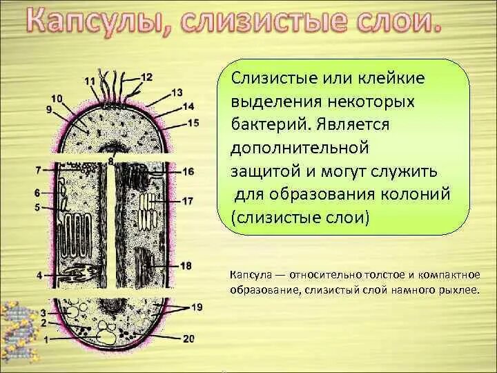 Капсула или слизистый слой у эукариот. Слизистая капсула прокариот. Капсула прокариот строение. Слизистый слой бактерий