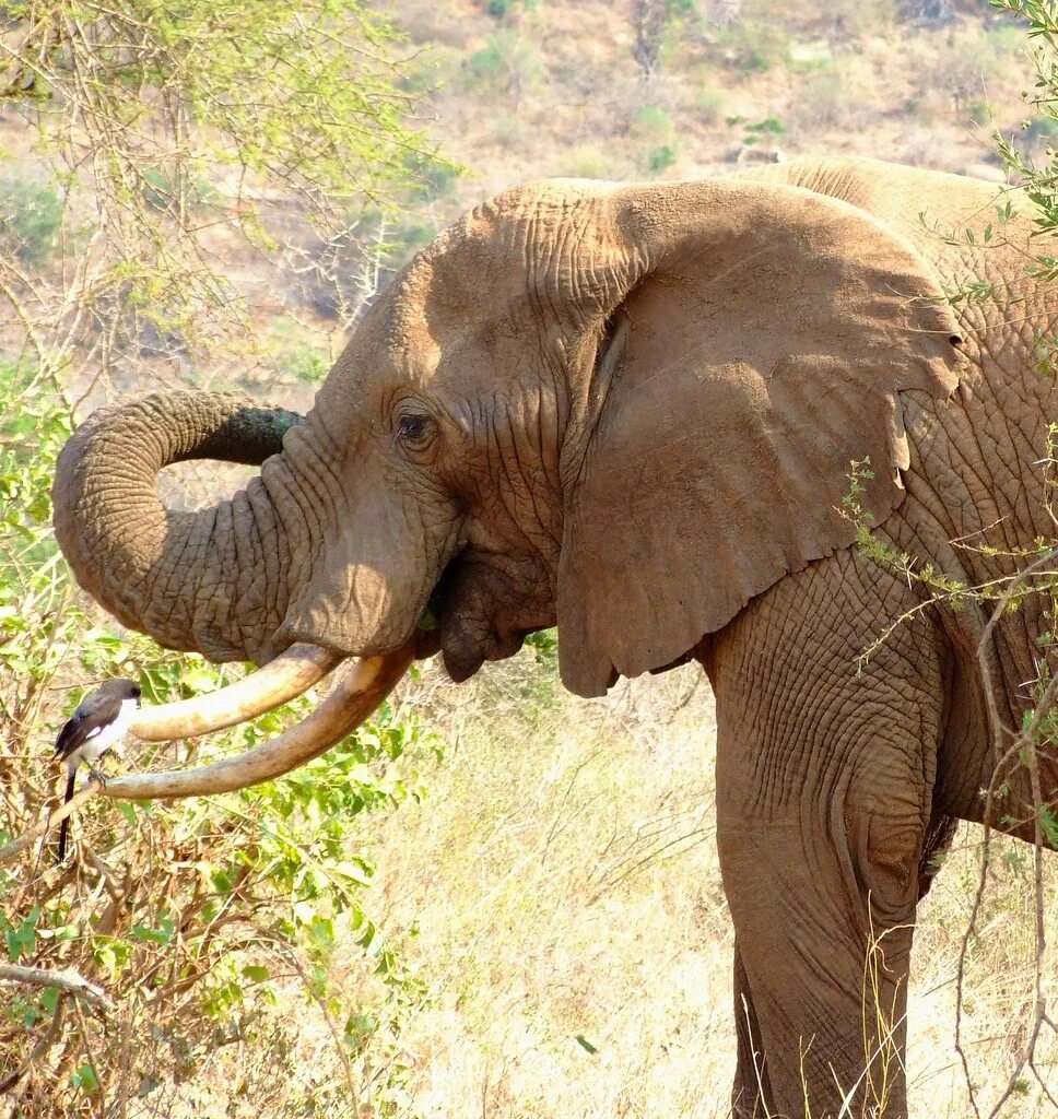 Elephants are big cats. Слоны фото. Азиатский слон. Животные Кении. Кения слон.