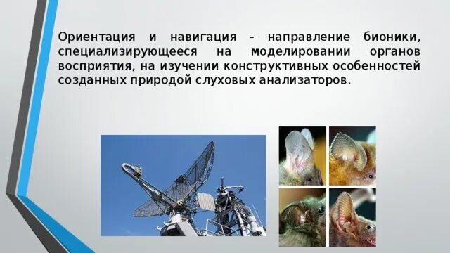 Примеры бионики в биологии. Бионика это в биологии. бионика примеры животных. бионика это наука изучающая.