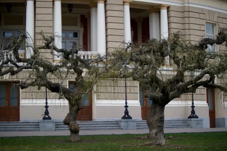 Деревья корнями вверх. Деревья возле оперного театра в одессе. белогорка деревья корнями вверх. дерево у которого корни растут вверх. дерево растущее корнями вверх.