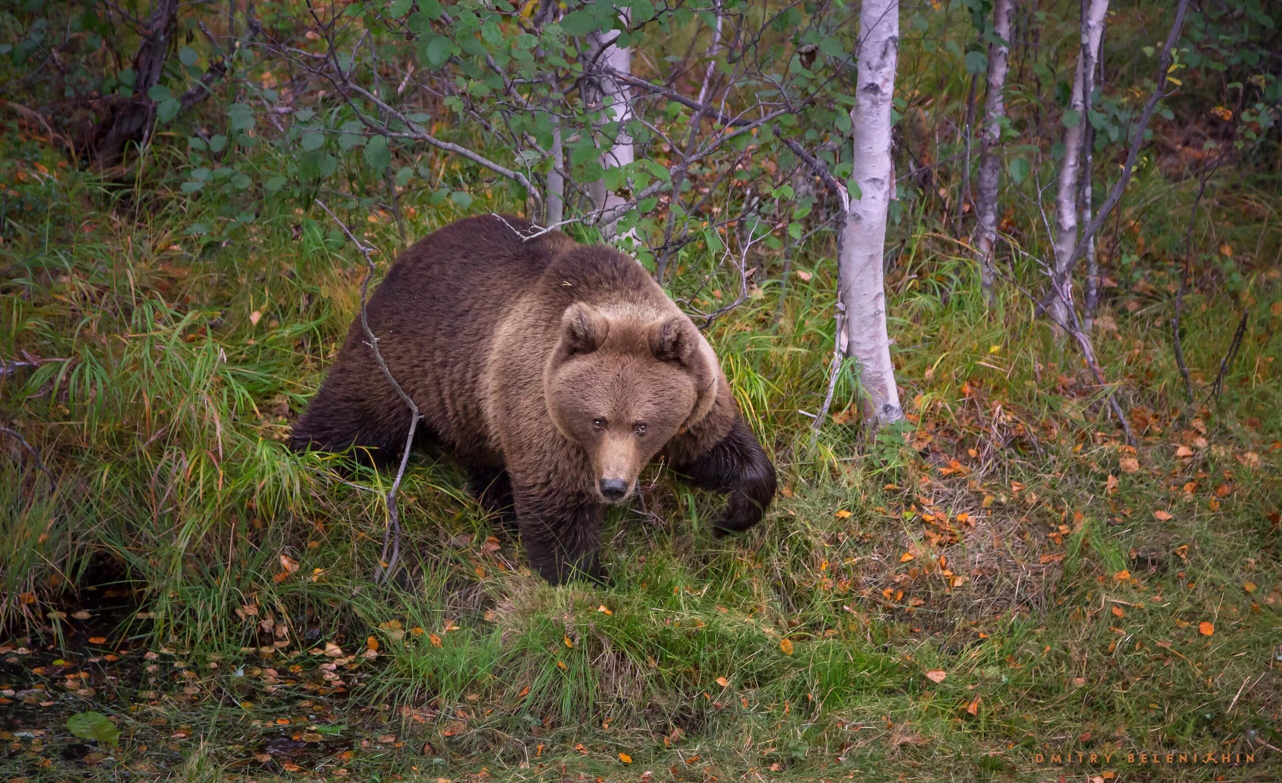 Бурый медведь в Карелии. Карельский бурый медведь. Бурый медведь Архангельской области. Заказник Медвежий Карелия.