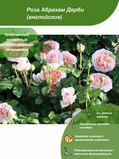 Абрахам дерби энциклопедия
