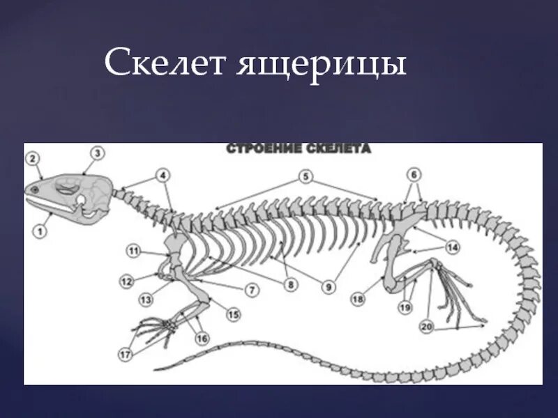 Осевой скелет рептилий. Скелет ящерицы биология 7 класс. Скелет пресмыкающиеся 7 класс. Класс присмыкающие схема скелета.