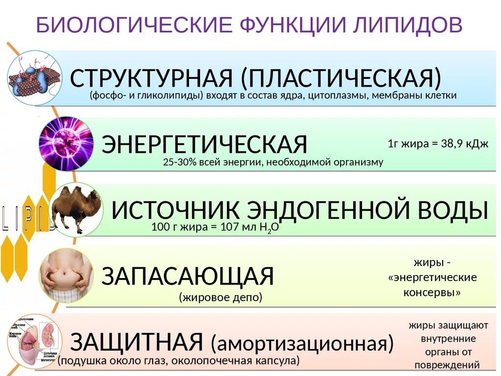 Липиды в биохимии: характеристика, выполняемые функции