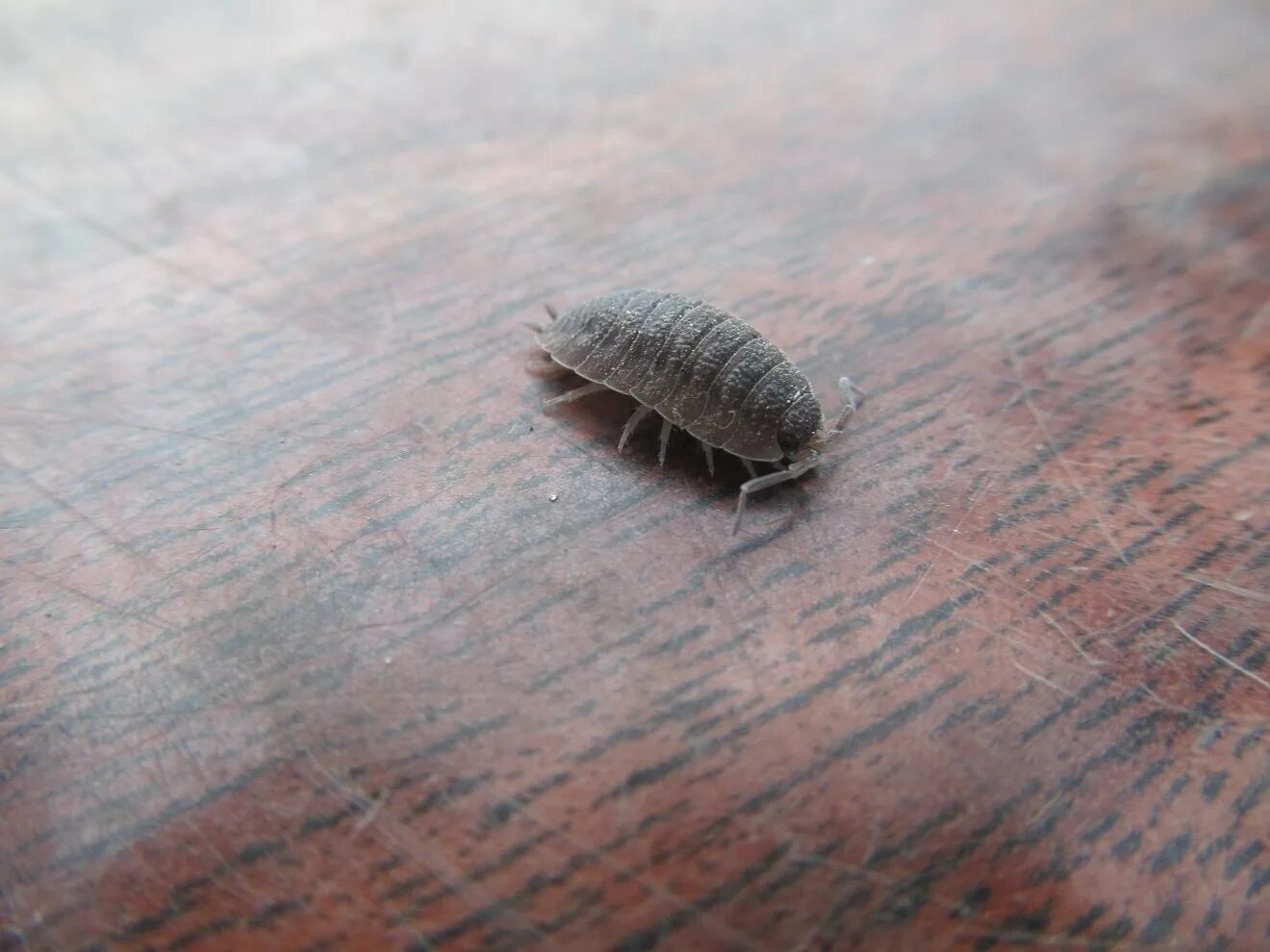 Мокрица Жук. Мокрица Жук личинки. Мокрица обыкновенная. Мокрицы Porcellio. Мокрица маленькая