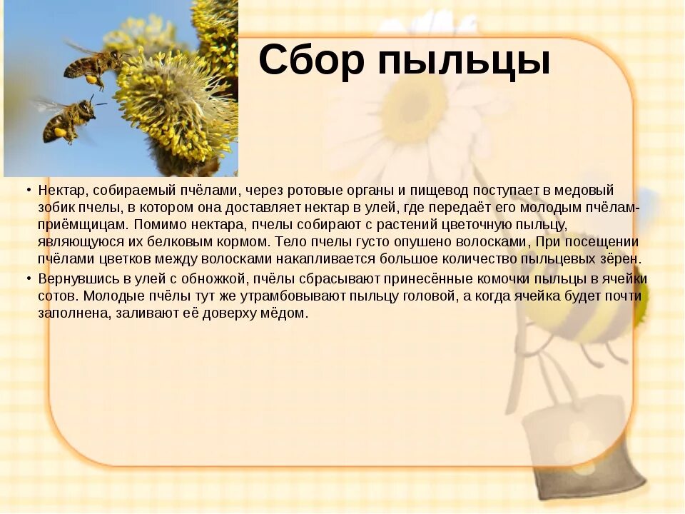 Пыльца с растений собрать