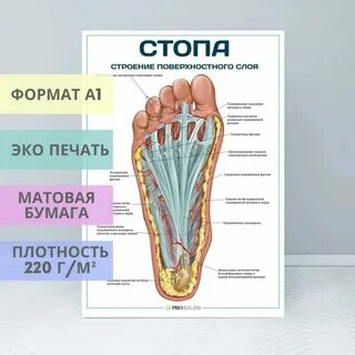 Foot это сколько