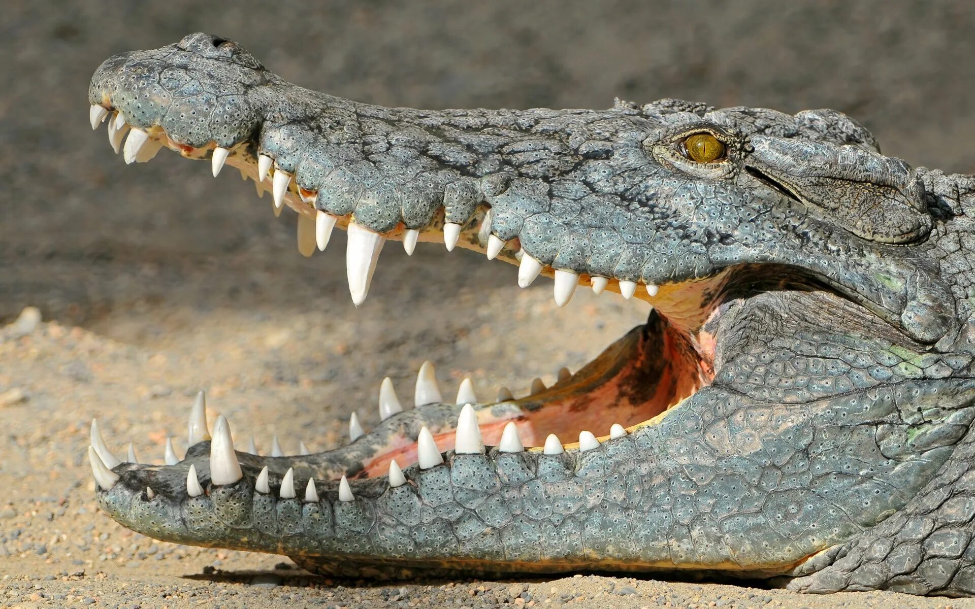 Челюсть рептилий. Нильский крокодил зубы. Пресмыкающиеся крокодил. Зубы аллигатора и крокодила. Гребнистый крокодил зубы.