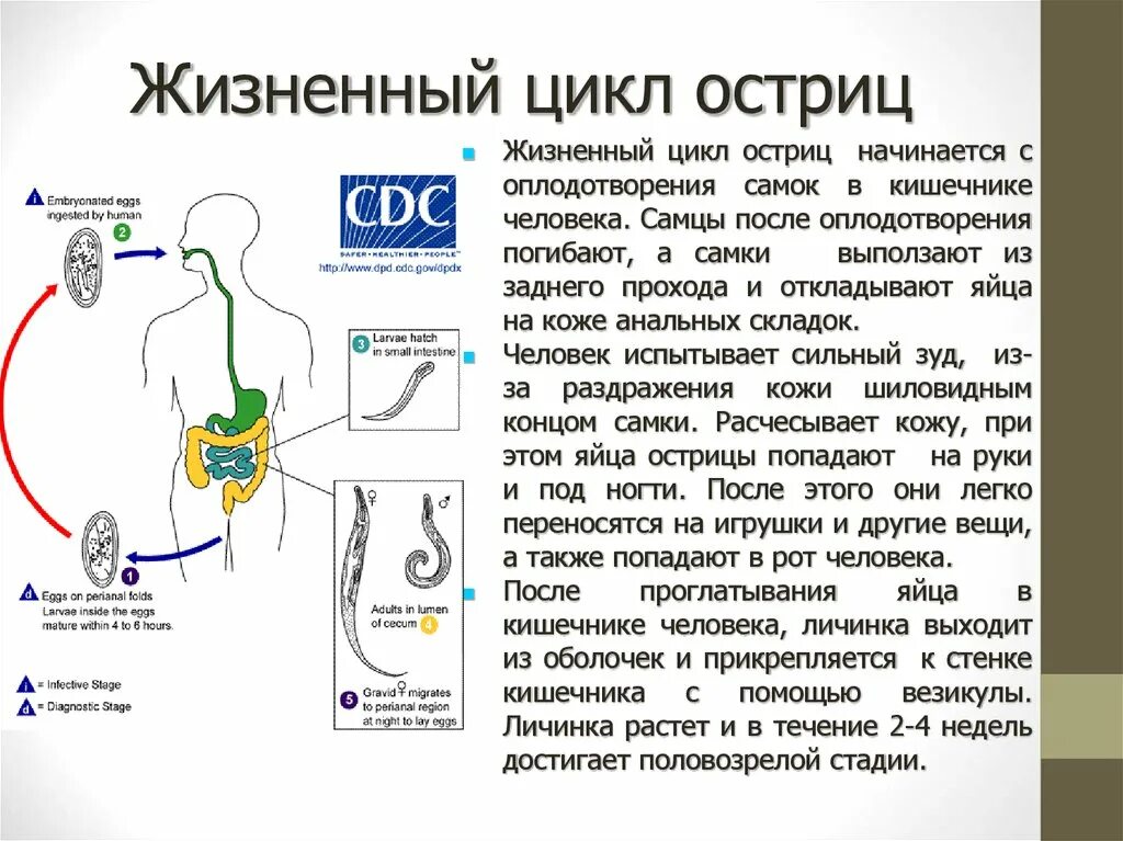 Острица цикл. Цикл развития острицы. Цикл развития острицы схема. Циклы развития аскариды и острицы. Энтеробиоз цикл развития.