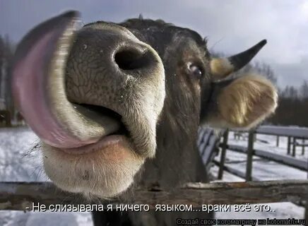 Ничего язык