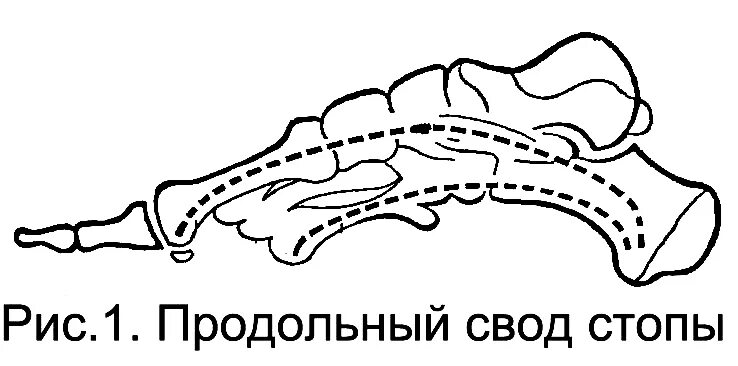 Продольный и поперечный свод стопы. Поперечный свод стопы кости. Продольный свод стопы. Наружный продольный свод стопы.