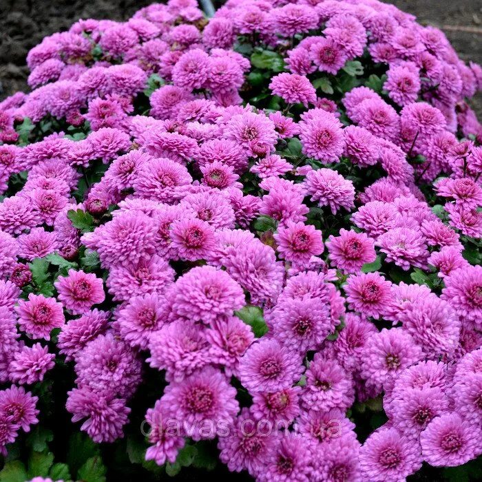 Хризантема мультифлора хранение. Хризантема мультифлора хранение. Хризантема мультифлора плутония. Хризантема мультифлора краун. Хризантема мультифлора синяя.