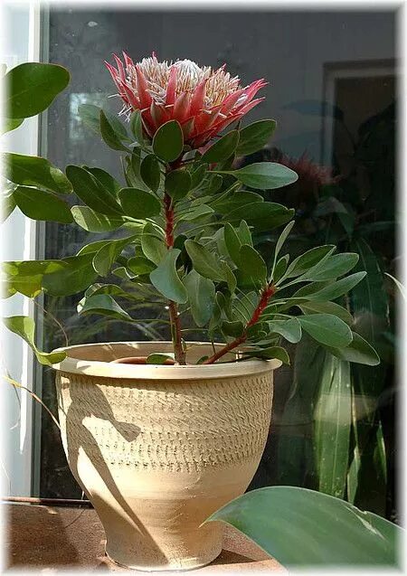 king protea to the max - photo by camelback flowershop Protea flower, Australian